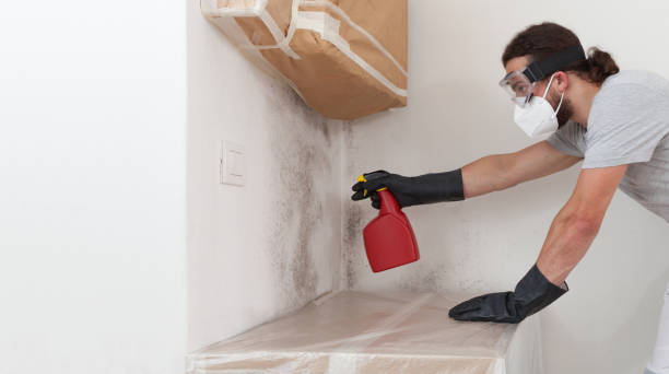Professional Basement Mold Remediation technician working in Long Valley, NJ