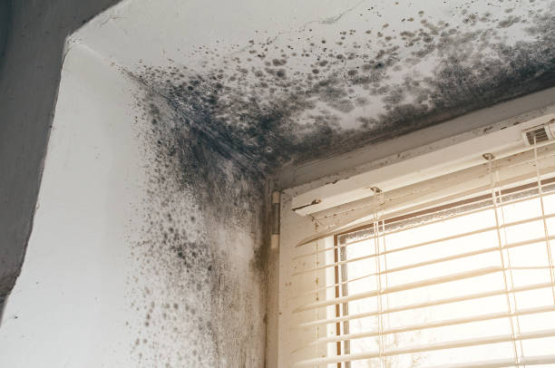 Affordable Basement Mold Remediation solutions in Long Valley, NJ